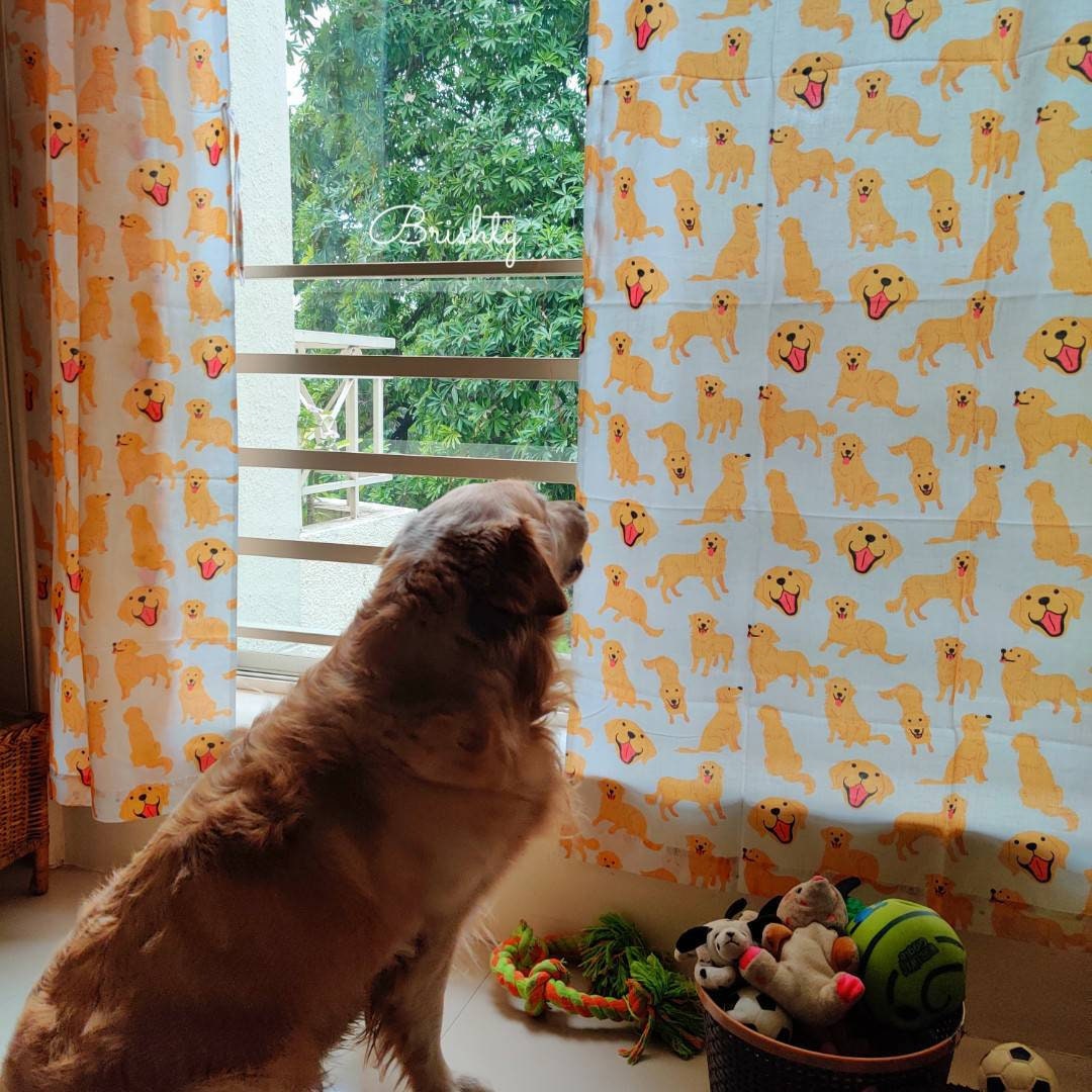 Dog parent golden retriever curtains