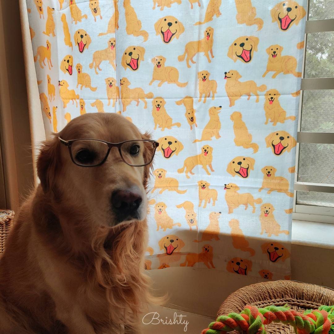 Dog parent golden retriever curtains